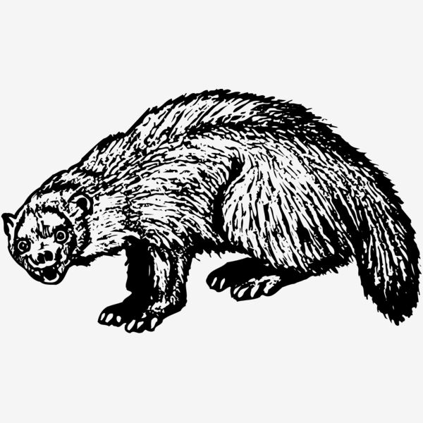 BADGER01 Thumbnail