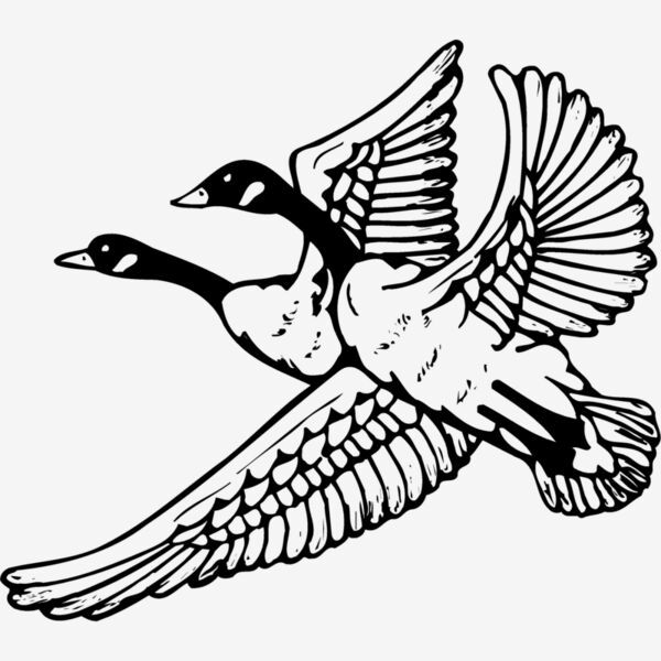 BIRD077 Thumbnail