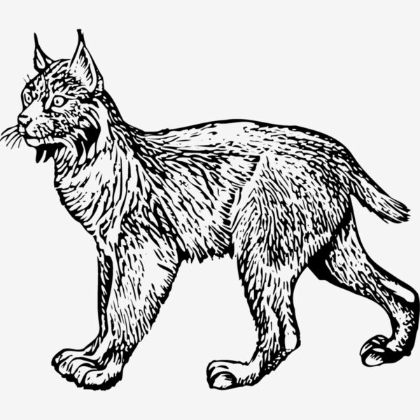 BOBCAT01 Thumbnail