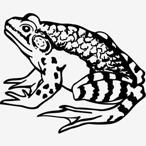 FROG03 Thumbnail
