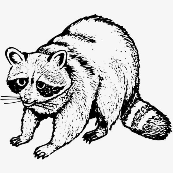 COON002 Thumbnail
