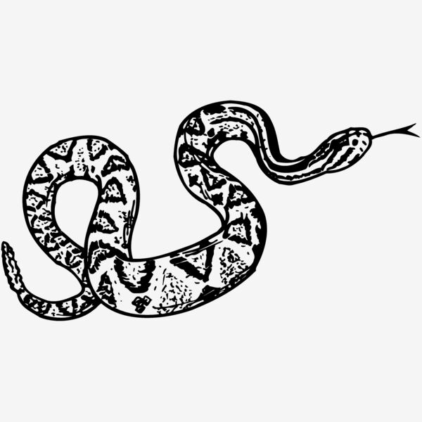 SNAKE011 Thumbnail